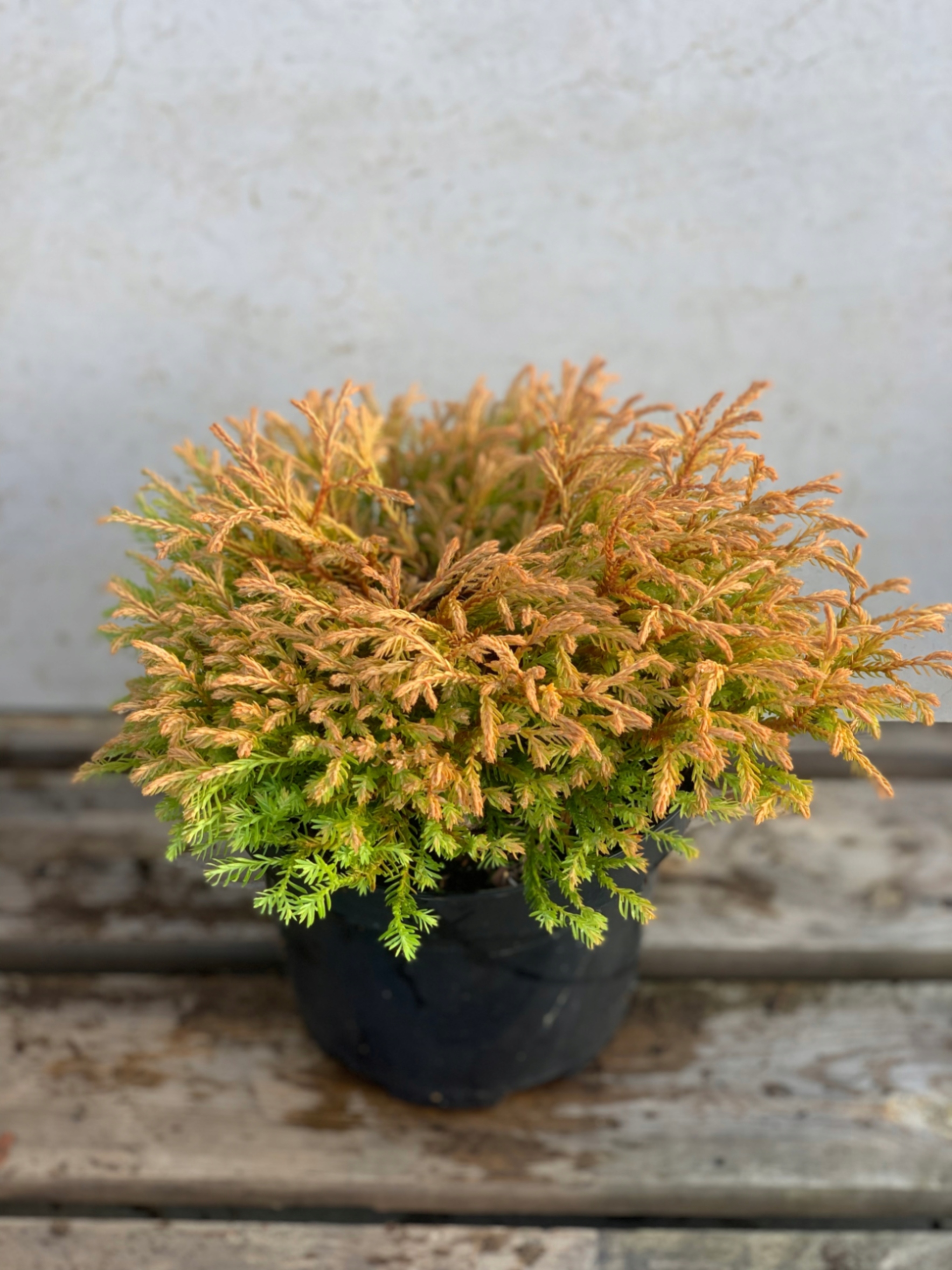 Туя западная Голден Таффет